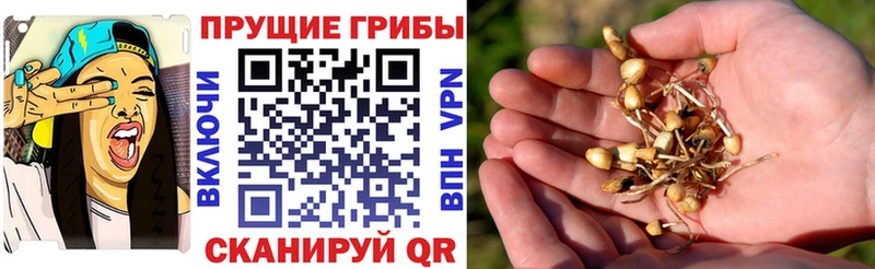 Псилоцибиновые грибы ЛСД  Купить закладки  Вяземский 